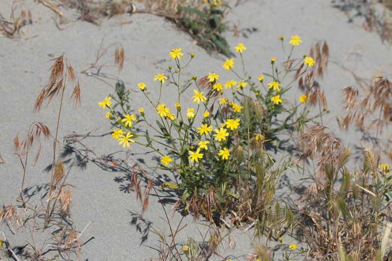 Senecio subdentatus, photographed by Вячеслав Юсупов