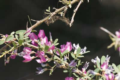 Caragana halodendron, photographed by Вячеслав Юсупов