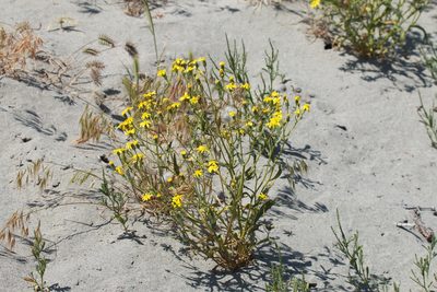 Senecio subdentatus, photographed by Вячеслав Юсупов