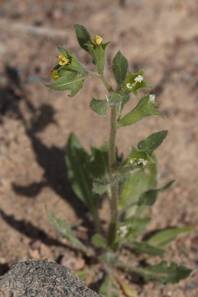 Hyoscyamus pusillus, photographed by Вячеслав Юсупов