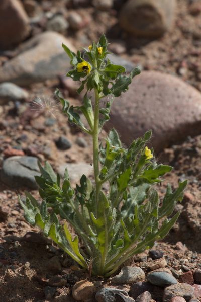 Hyoscyamus pusillus, photographed by Вячеслав Юсупов
