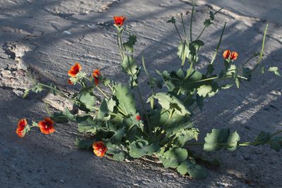 Glaucium elegans, photographed by Вячеслав Юсупов