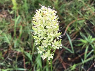 Stenanthium densum, photographed by Dwight Kingsbury