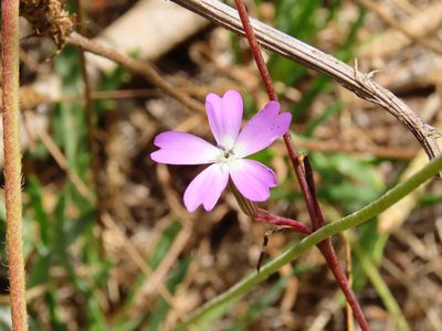 Eudianthe coeli-rosa, photographed by Emanuele Santarelli