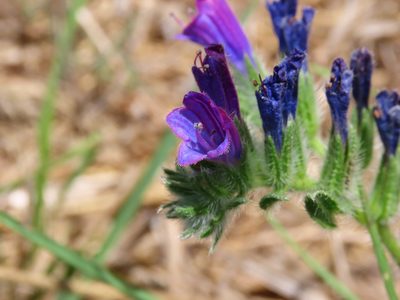 Echium sabulicola, photographed by Emanuele Santarelli