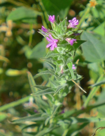 Epilobium densiflorum, photographed by John Hibbard