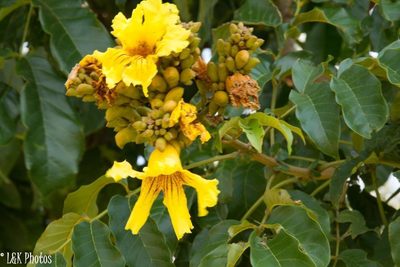 Markhamia lutea, photographed by lallen