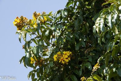 Markhamia lutea, photographed by lallen