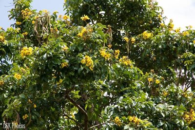 Markhamia lutea, photographed by lallen