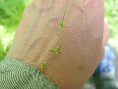 Carex radiata, photographed by Bev McBride