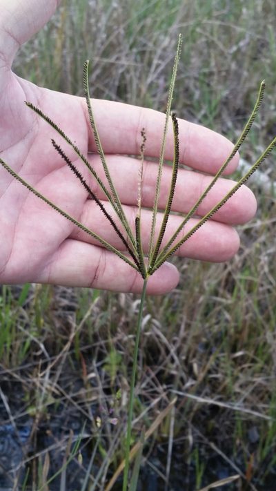 Eustachys glauca, photographed by Jay Horn