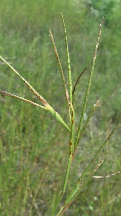 Hemarthria altissima, photographed by Jay Horn