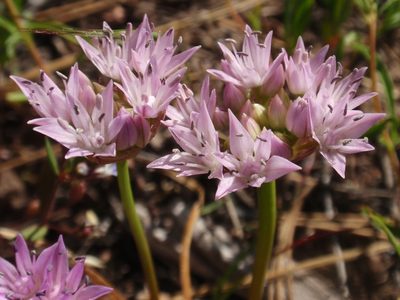 Allium lemmonii, photographed by tomhilton