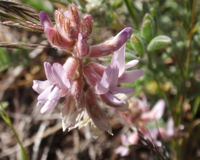 Astragalus andersonii, photographed by tomhilton