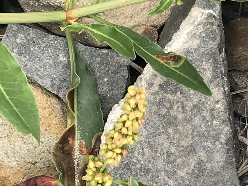 Rumex salicifolius, photographed by Aaron Liston