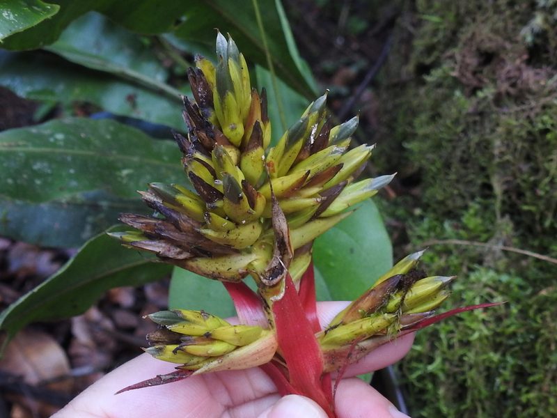 Guzmania zahnii, photographed by Sam Kieschnick