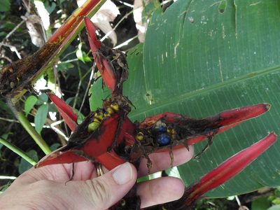 Heliconia tortuosa, photographed by Sam Kieschnick