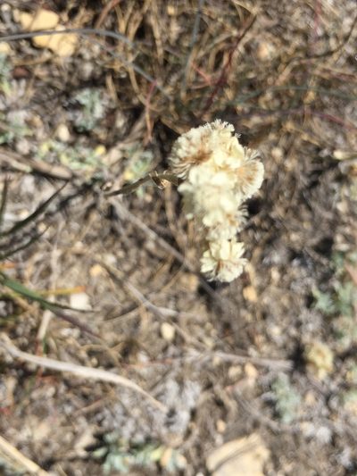 Antennaria microphylla, photographed by Mary Krieger