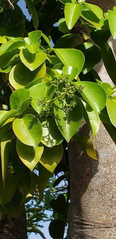 Guapira fragrans, photographed by Heather Mazzaccaro