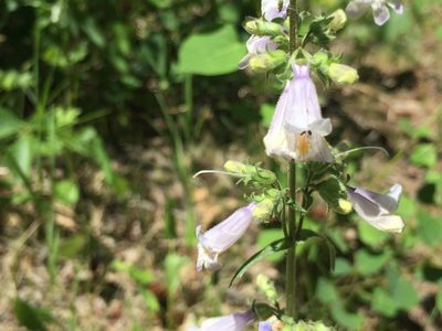 Penstemon gracilis, photographed by Mary Krieger