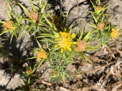 Centromadia perennis, photographed by Jim Riley