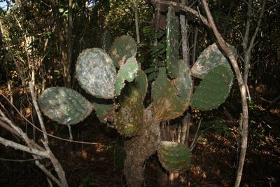 Opuntia bravoana, photographed by Juan Cruzado Cortés