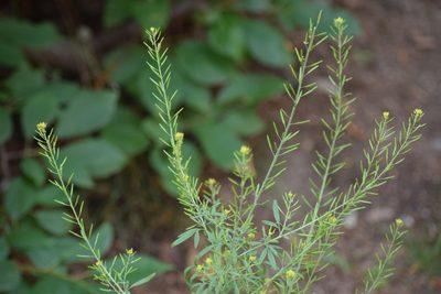 Descurainia incana, photographed by Syd Cannings