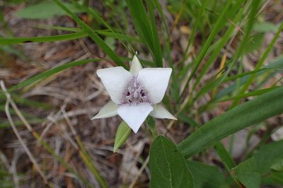 Calochortus elegans, photographed by Lara Gibson