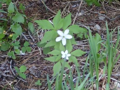 Anemonoides piperi, photographed by Lara Gibson