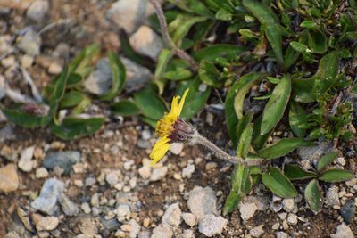 Arnica griscomii, photographed by Syd Cannings