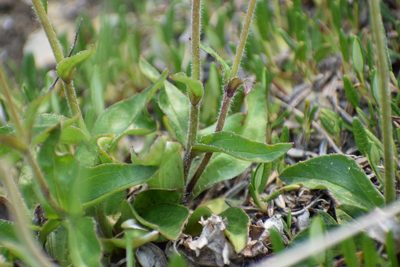 Arnica griscomii, photographed by Syd Cannings