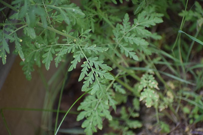 Descurainia incana, photographed by Syd Cannings