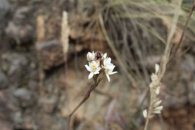 Epidendrum schistochilum, photographed by Andrés Ramírez-Barrera