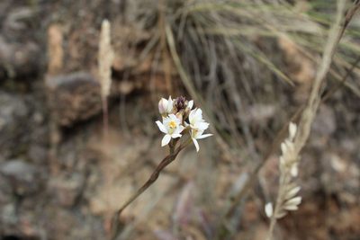 Epidendrum schistochilum, photographed by Andrés Ramírez-Barrera