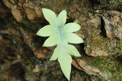 Phlebodium pseudoaureum, photographed by Andrés Ramírez-Barrera