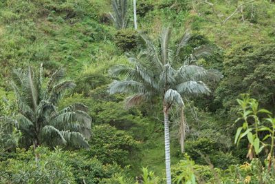 Ceroxylon quindiuense, photographed by Andrés Ramírez-Barrera
