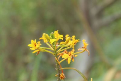 Epidendrum aura-usecheae, photographed by Andrés Ramírez-Barrera