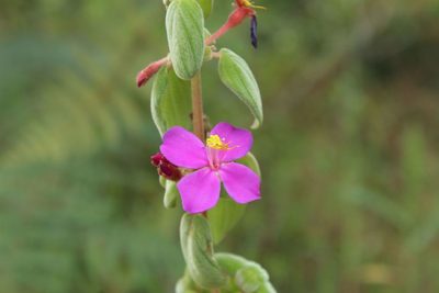 Monochaetum bonplandii, photographed by Andrés Ramírez-Barrera