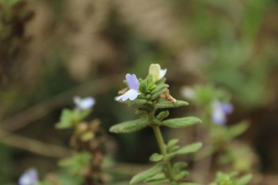 Matourea erecta, photographed by Andrés Ramírez-Barrera