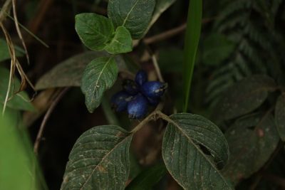 Coccocypselum hirsutum, photographed by Andrés Ramírez-Barrera