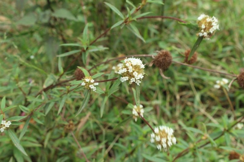 Spermacoce suaveolens, photographed by Andrés Ramírez-Barrera