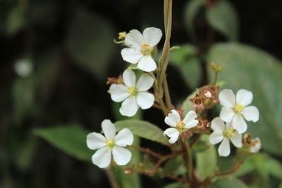 Chaetogastra ciliaris, photographed by Andrés Ramírez-Barrera