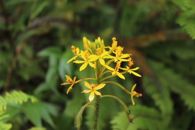 Epidendrum aura-usecheae, photographed by Andrés Ramírez-Barrera