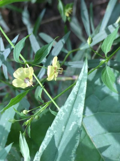 Lysimachia radicans, photographed by John Kees