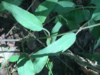 Lysimachia radicans, photographed by John Kees