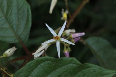 Solanum aturense, photographed by Andrés Ramírez-Barrera
