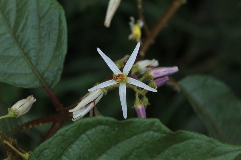 Solanum aturense, photographed by Andrés Ramírez-Barrera