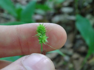 Carex cephalophora, photographed by Reuven Martin