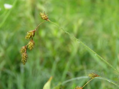 Carex tenera, photographed by Katie Kucera