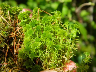 Sphagnum angustifolium, photographed by Louis Imbeau